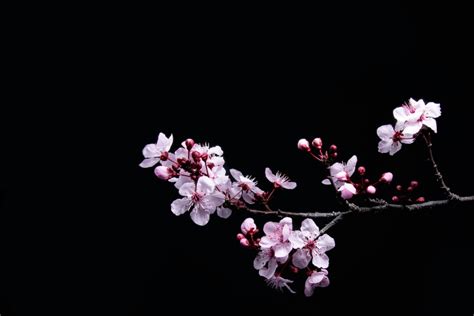 🔥 16 Dark Cherry Blossom Wallpapers Wallpapersafari