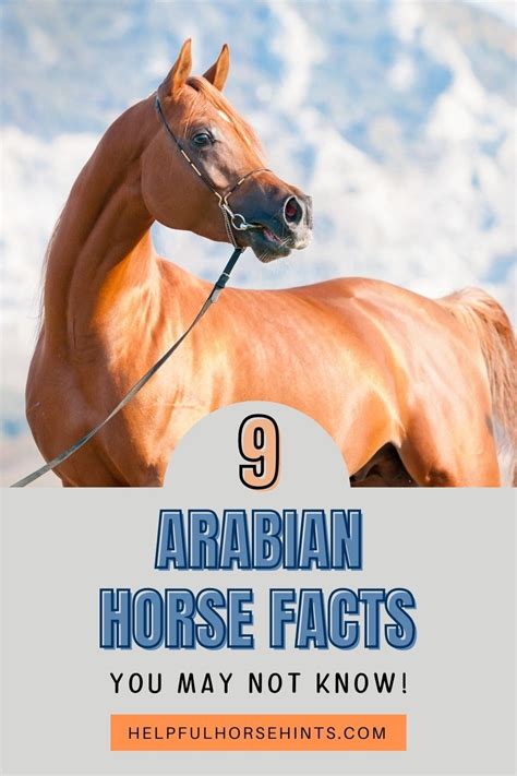 9 Alluring Arabian Horse Facts You May Not Know Helpful Horse Hints