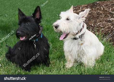 Adorable Black White Scottish Terrier Dogs Stock Photo 32599303