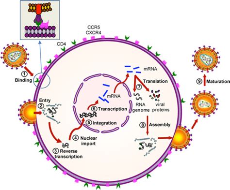 Hiv Life Cycle Powerpoint