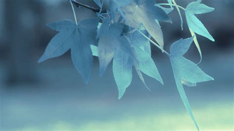 Blue Leaves In Depth Of Field Hd Wallpaper Fullhdwpp Full Hd