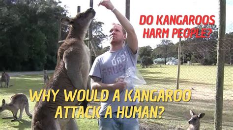 Why Are Kangaroos Dangerous 🦘why Would A Kangaroo Attack A Human