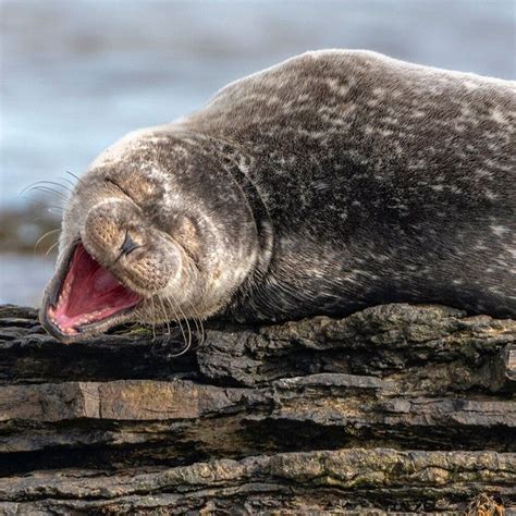 This Years Comedy Wildlife Photography Finalists Are Delightfully Seal