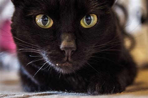 Looking for the best black cat names? 5 Fascinating Facts About Black Cats