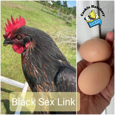 Black Sex Link Brown Egg Laying Chickens Cackle Hatchery®