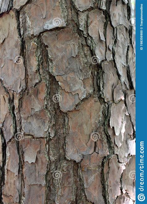 Close Up Of The Tree Bark On A Loblolly Pine Tree Stock Photo Image