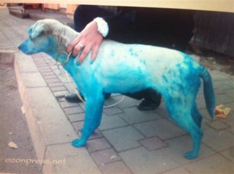 Things Are Looking Up For Babe The Blue Dog From Serbia