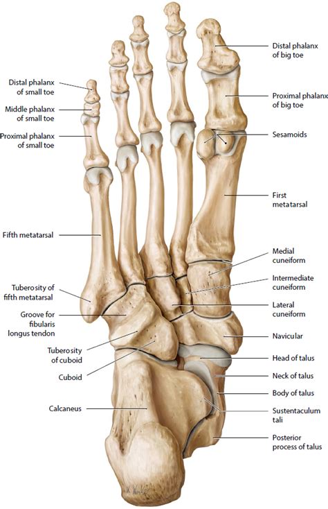 Foot And Ankle Musculoskeletal Key