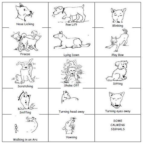 Canine Body Language And Vocalization