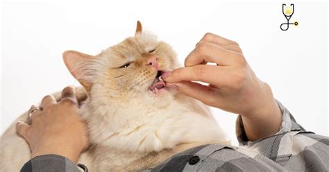 What Do You Need To Know About Abscesses In Cats Go Kitties