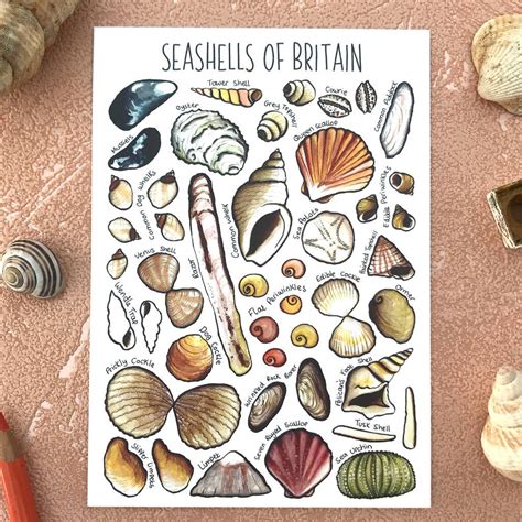 Seashells Of Britain Illustrated Postcard By Alexia Claire Sea Shells