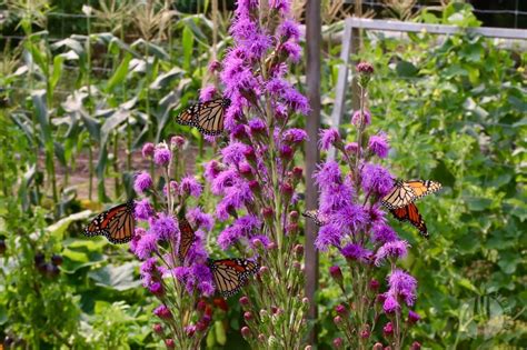 Magic mountain and wild magic flower all summer, attracting bees and others and grow wonderfully in containers. Top 23 Plants for Pollinators: Attract Bees, Butterflies ...