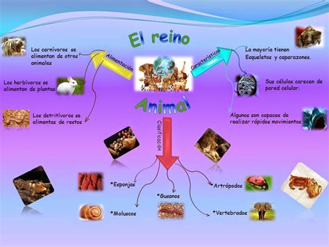 Reino Animal Mapa Conceptual Images And Photos Finder