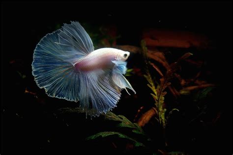 Betta Fish Desktop Wallpapers Top Free Betta Fish Desktop Backgrounds