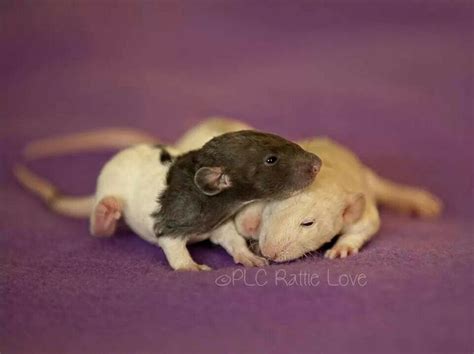 Pin By Laurie Herndon On Animals 1 Rats You Must Love Ratties