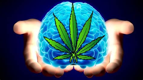 Study Finds Cannabis Reverses Aging Process In The Brain Balanced