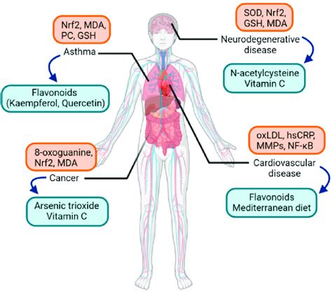 Examples Of Oxidative Stress Related Diseases And Associated Oxidative