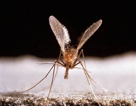 Disease Spreading Sandflies Plague West Bank Settlement The Times Of