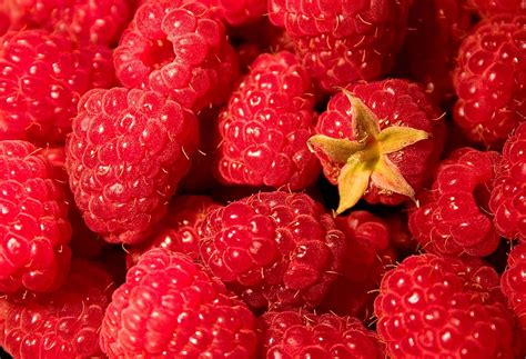 Raspberry Description Fruit Cultivation Types And Facts Britannica
