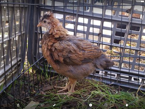 Ameraucana Ee Hens Or Roos Added Comb Pics Page Backyard Chickens Learn How To
