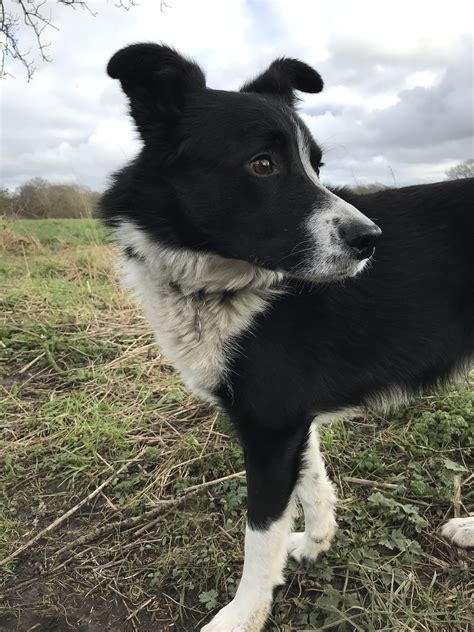 My Beautiful Pup Border Collie Dog Cute Black And White Doggie Border
