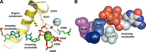 Polymerization Active Site Of 29 DNA Polymerase A Proposed