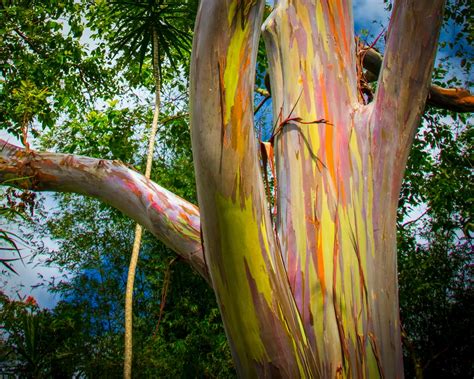 Eucalyptus Deglupta Rainbow Gum Hardy Eucalyptus