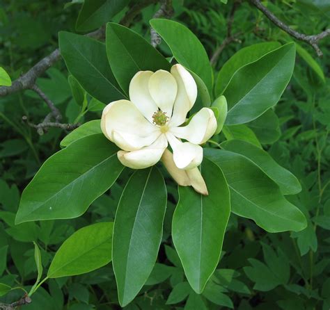 Filesweetbay Magnolia Magnolia Virginiana Flower Closeup 2242px