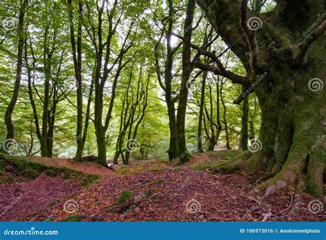 Fairy Tale Forest In Scottish Highlands Stock Photo Image Of Artistic
