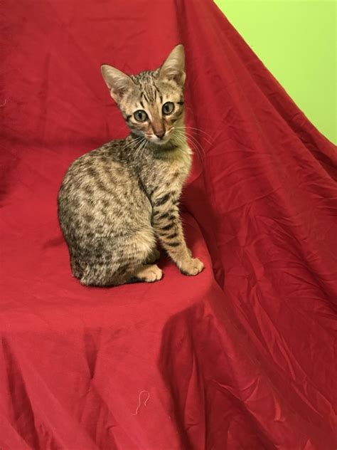 Savannah Cats For Sale Pittsburgh Pa 340507 Petzlover
