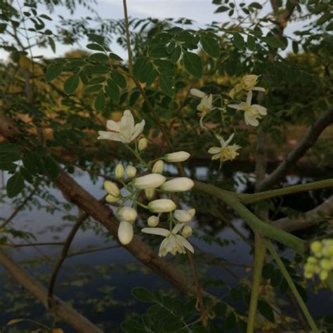 Moringa Oleifera Moringa Tree Herbs Seeds Del Mundo