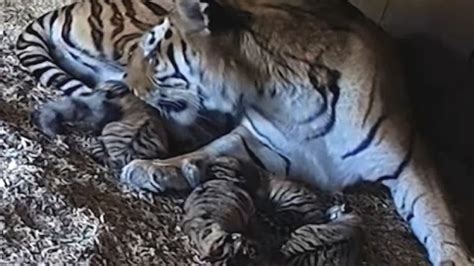 Rare Tiger Cubs Born In Uk Zoo Cnn