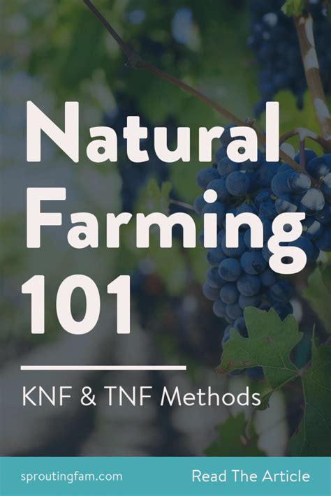 Korean Natural Farming Is 1 Of 3 Main Natural Farming Practices This