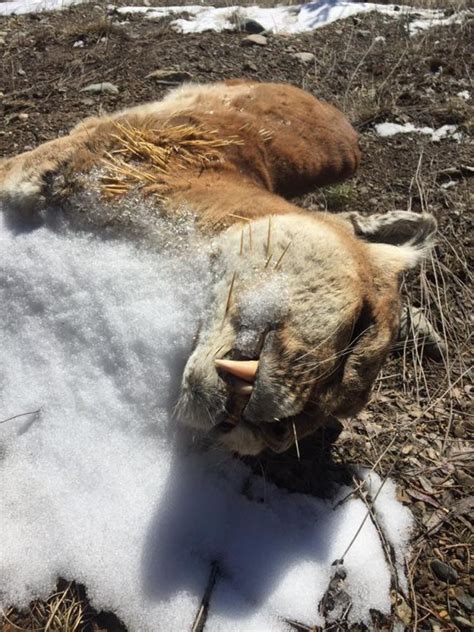 Update Mnrf In Possession Of Cougar Carcass Found Near Thunder Bay