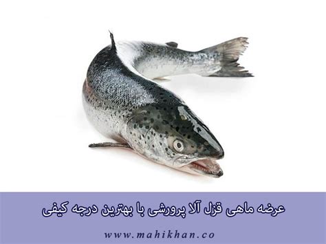 ماهی قزل آلا پرورشی با بهترین درجه کیفی ماهی خان