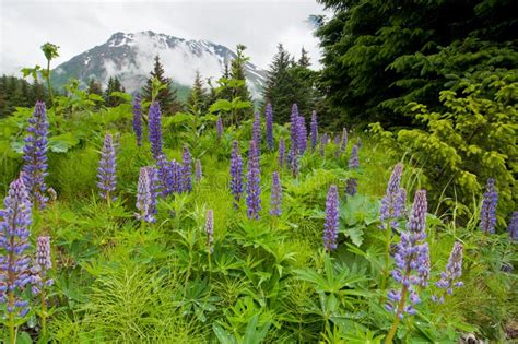 Purple Flowers And Mountain Stock Photo Image Of Cloud Cloudy 21193706