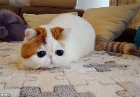 Is Snoopybabe The Cutest Cat On The Internet Daily Mail Online