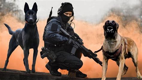 Police K9 Army Dogs Hd Wallpaper Pxfuel