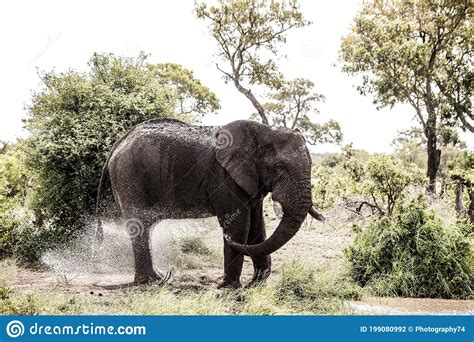 Adult African Elephant At A Watering Hole In A South African Game
