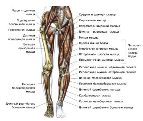 Анатомия и строение мышцы ног человека