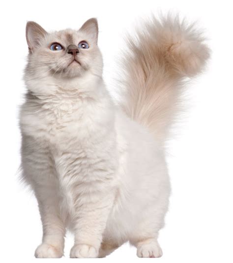 Why Do Cats Tails Puff Up When Scared