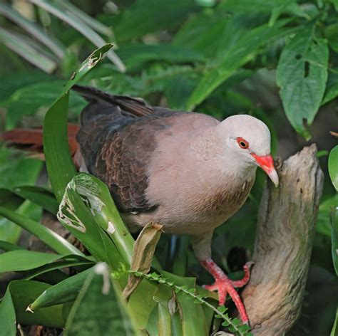 Pictures And Information On Pink Pigeon
