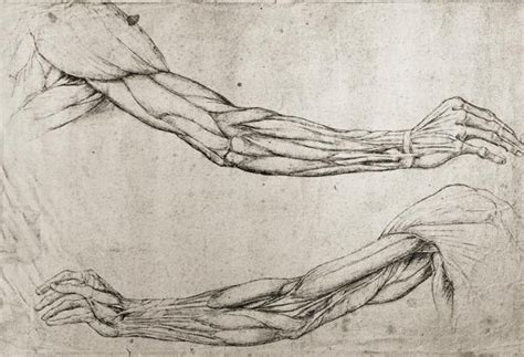 Study Of Arms Pen And Ink On Paper Leonardo Da Vinci As