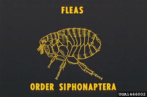 Fleas Order Siphonaptera