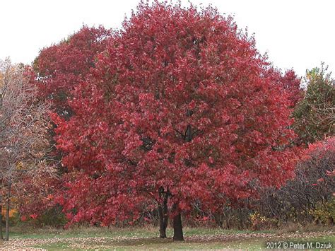 Quercus Rubra Northern Red Oak Minnesota Wildflowers