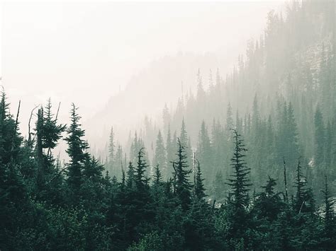 Green Pine Trees On Foggy Weather Hd Wallpaper Peakpx