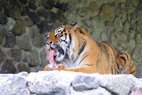 Tiger Eat Meat Cage Stock Image Image Of Consume Captive 5483681