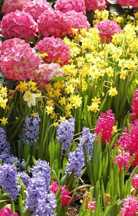 From snowdrops to alliums, these spring flowering bulbs and perennials offer gorgeous color for your garden. by Kathleen Struckle | Spring garden flowers, Spring ...