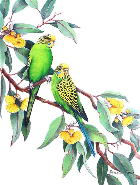 Budgies Parrots Art Bird Drawings Bird Art