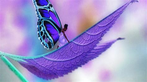 Midnight Purple Butterfly Wallpapers Top Những Hình Ảnh Đẹp